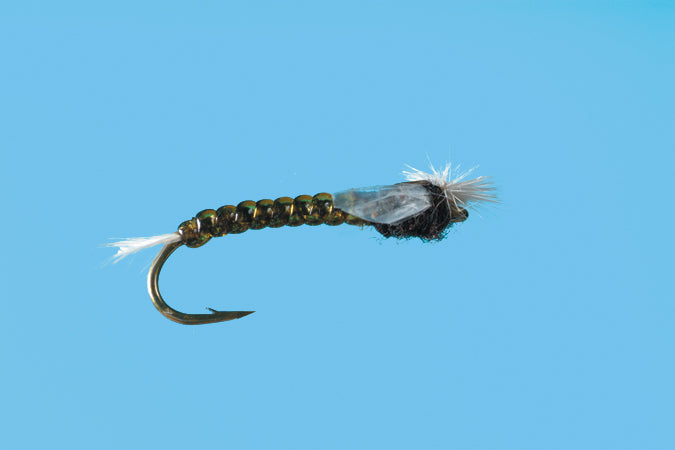 Chironomid