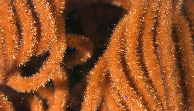 Velvet Chenille