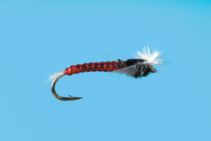 Chironomid