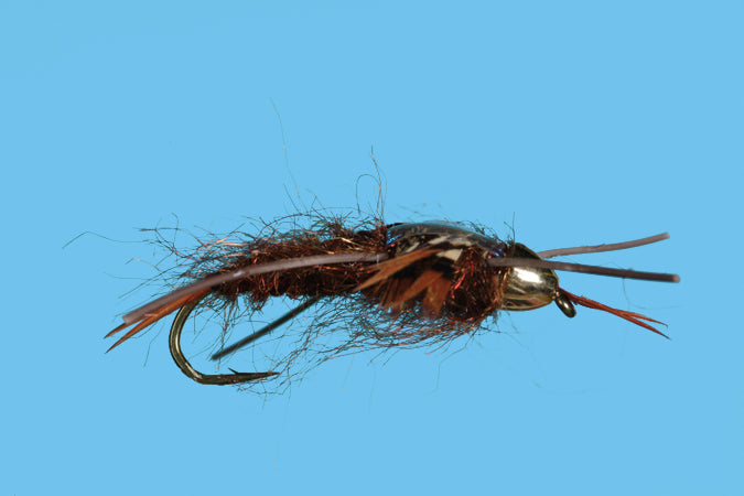Conehead Stonefly
