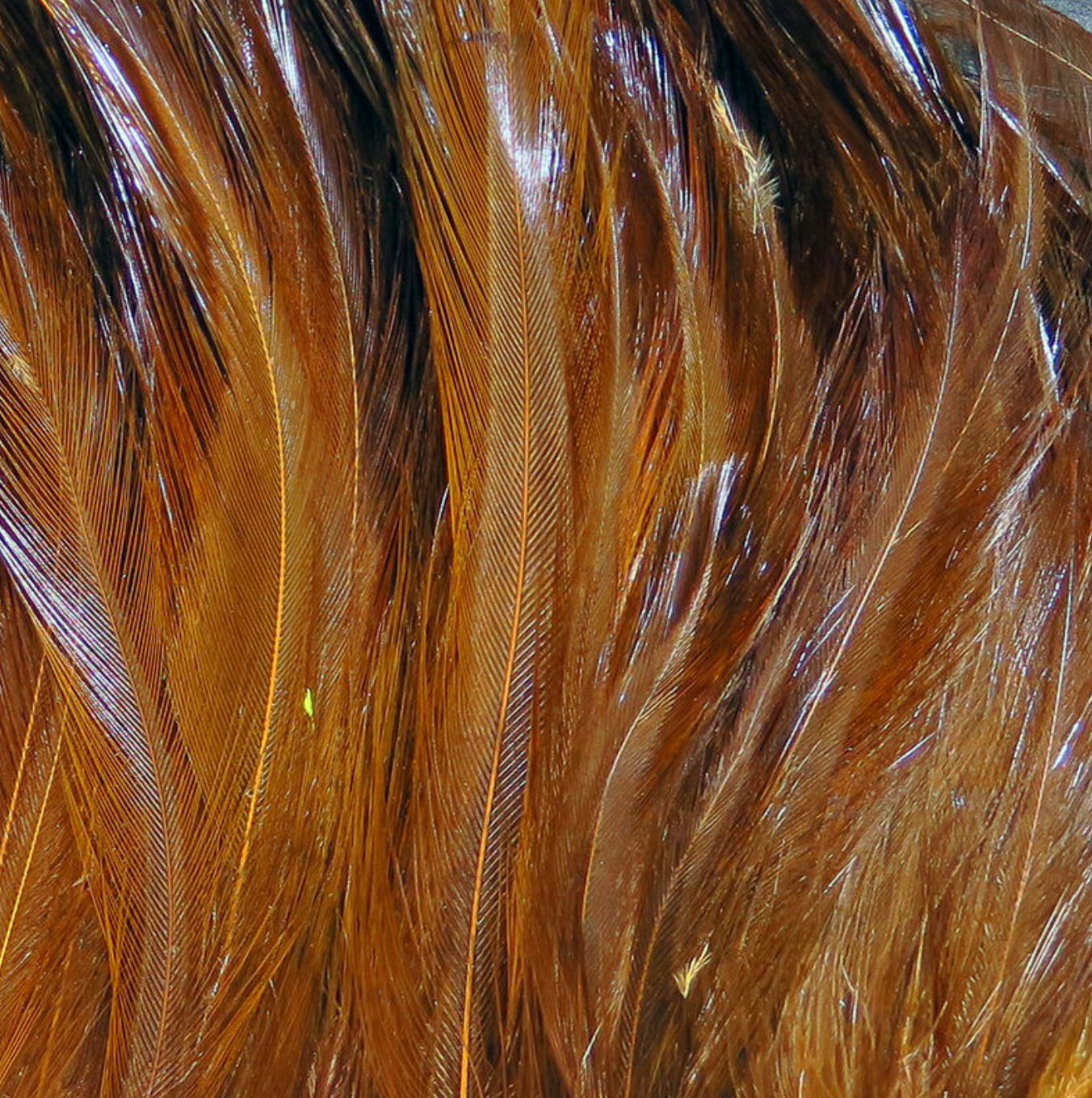 Saltwater Neck Hackle