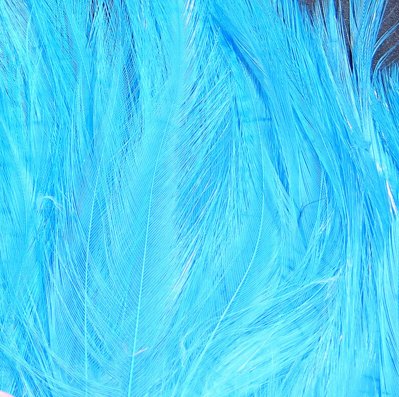 Saltwater Neck Hackle