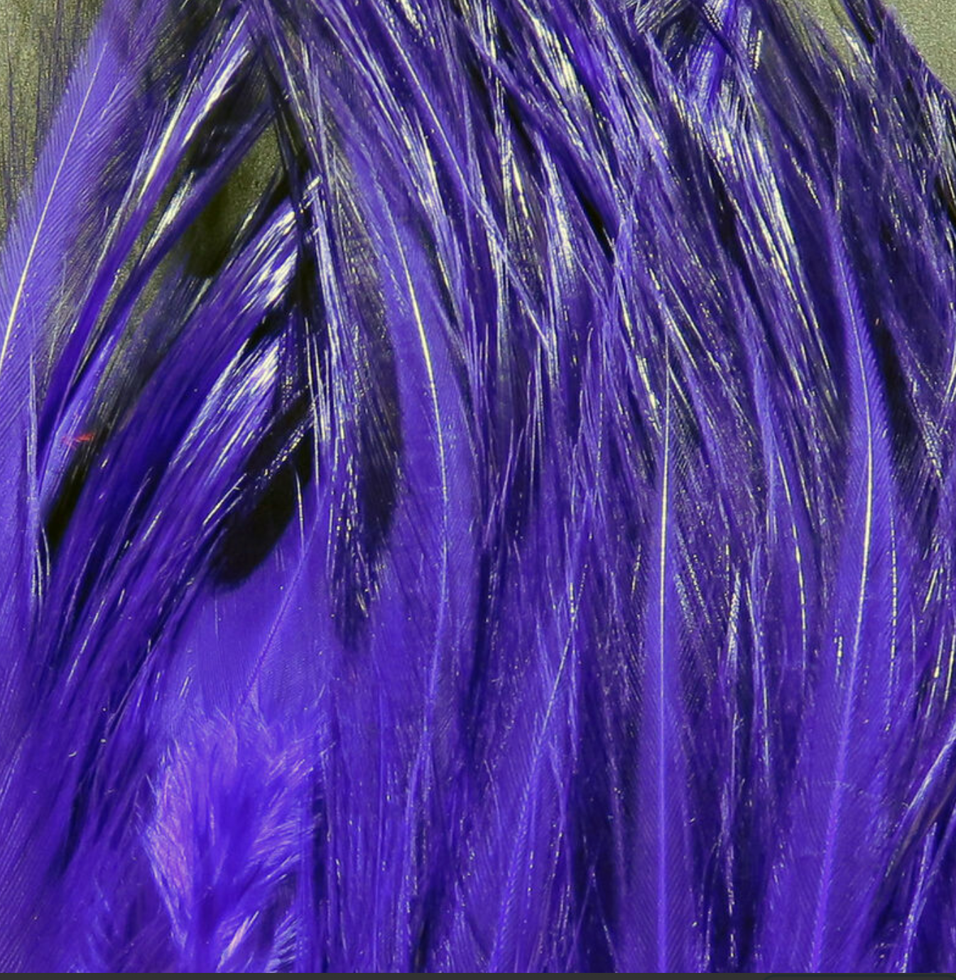 Saltwater Neck Hackle
