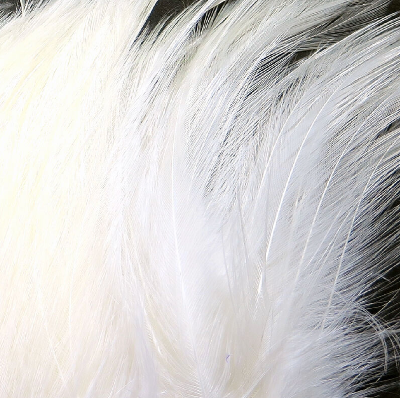 Saltwater Neck Hackle