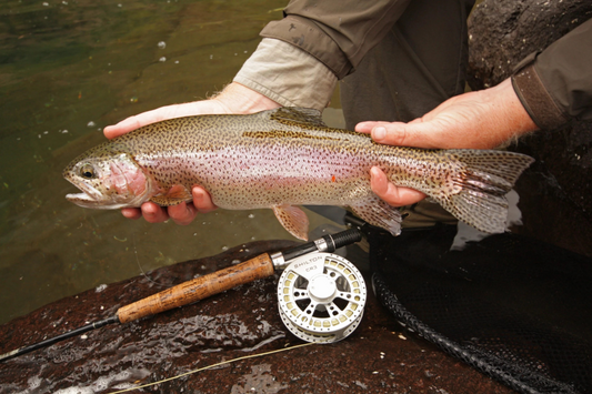 Shilton CR3 Reel