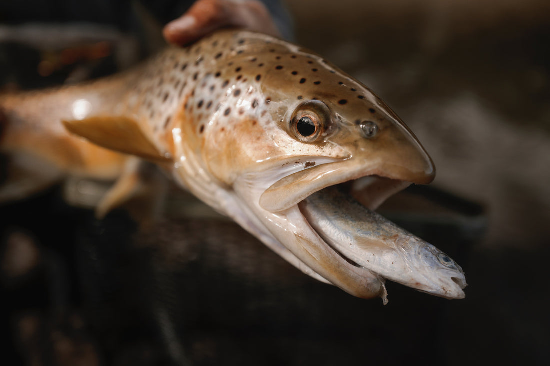 December fishing in Arizona