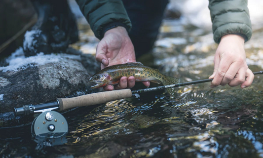 REEL TALK: G Loomis IMX Pro Creek