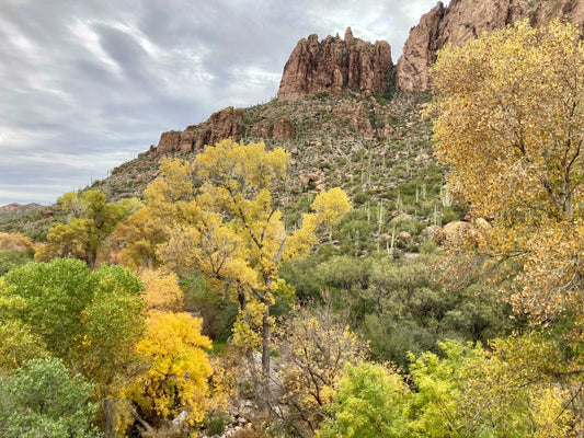 November Fly Fishing in Arizona