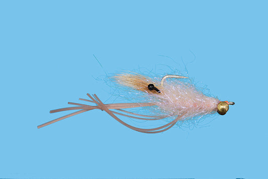 Ghost Rider Shrimp