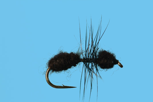 Ant