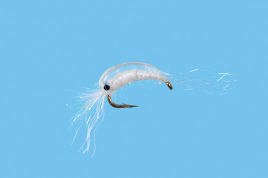 BTS Mysis Shrimp