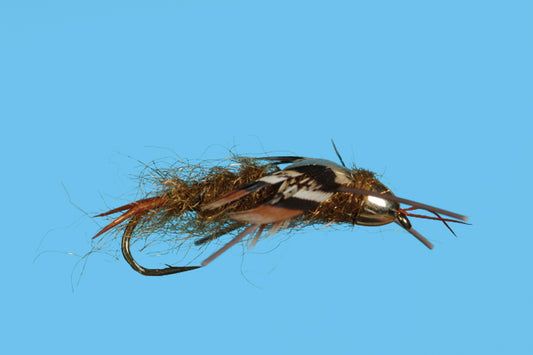 Conehead Stonefly