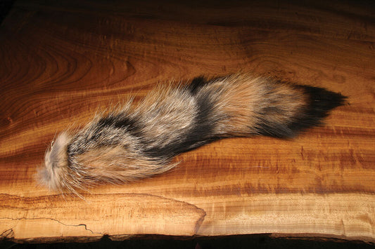 Complete Coyote Tail