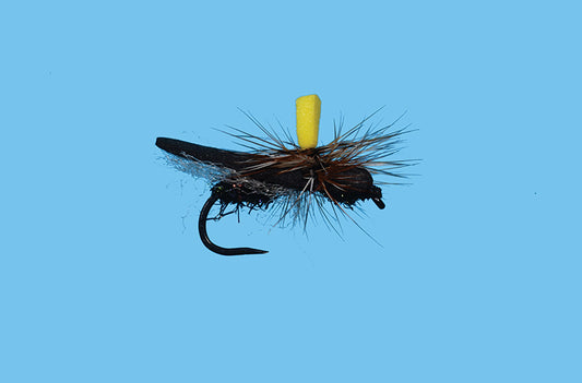 Flat Wing Ant