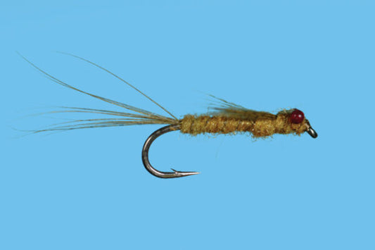 Red Eye Damsel Nymph