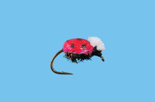 Lady Bug