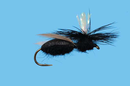 Carpenter Ant